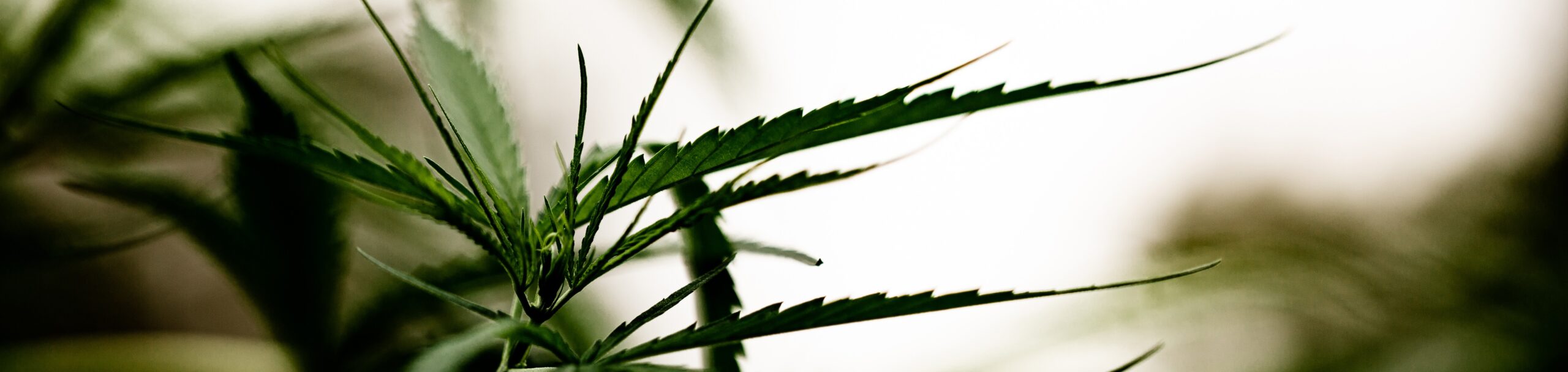 Cannabis marijuana leaf closeup dark background.